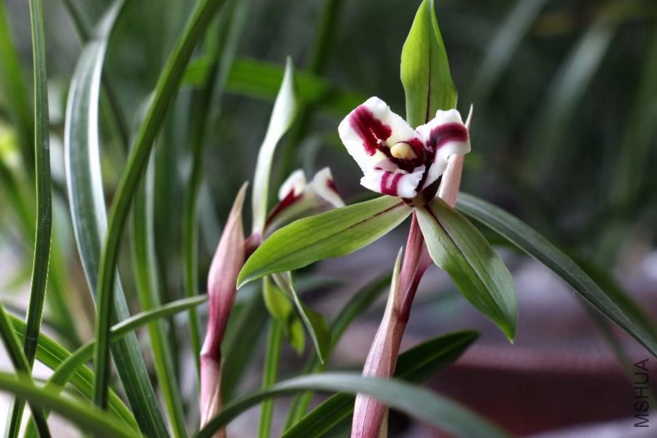 psb (9).jpg
