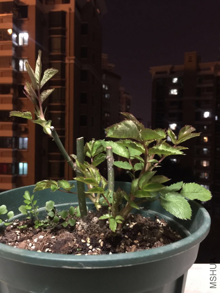 ΢��ͼƬ_20180310203859.jpg