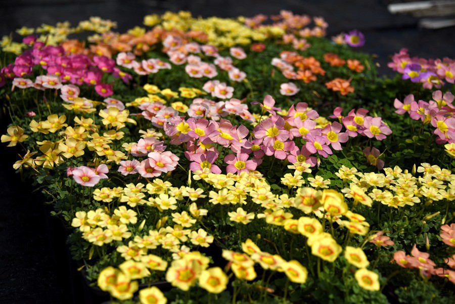 DSC_5714.jpg