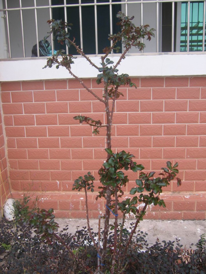 ����ѩ��