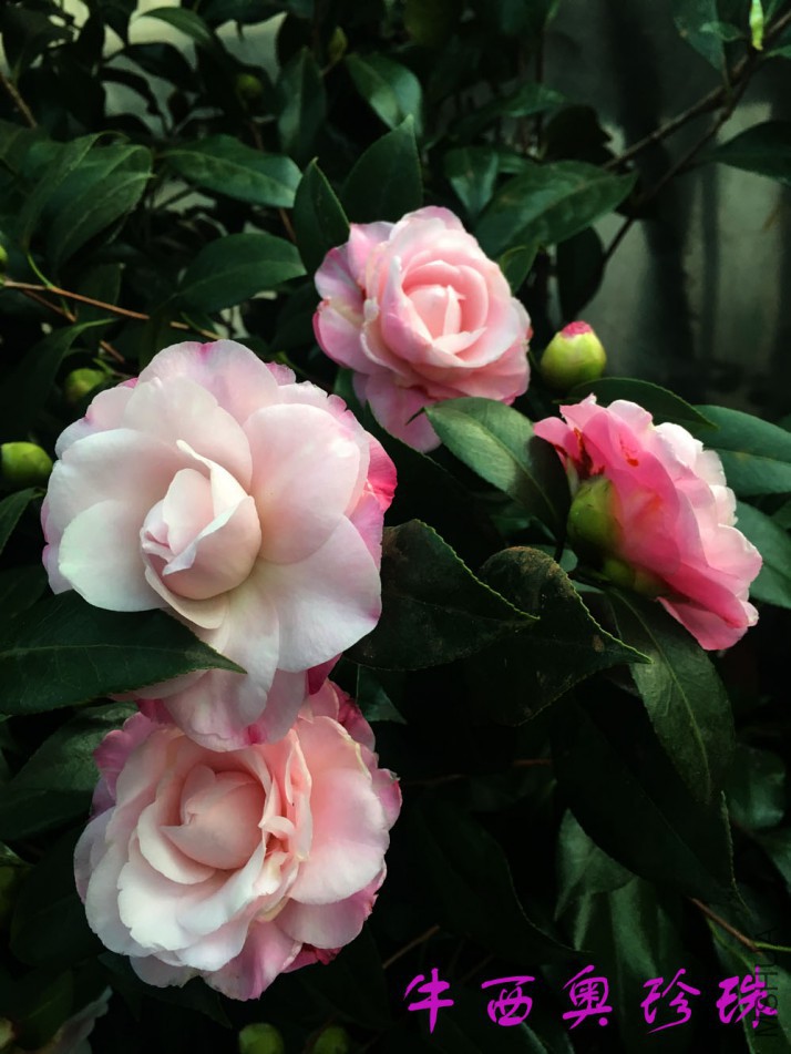 2018-3-13 (20)����.jpg