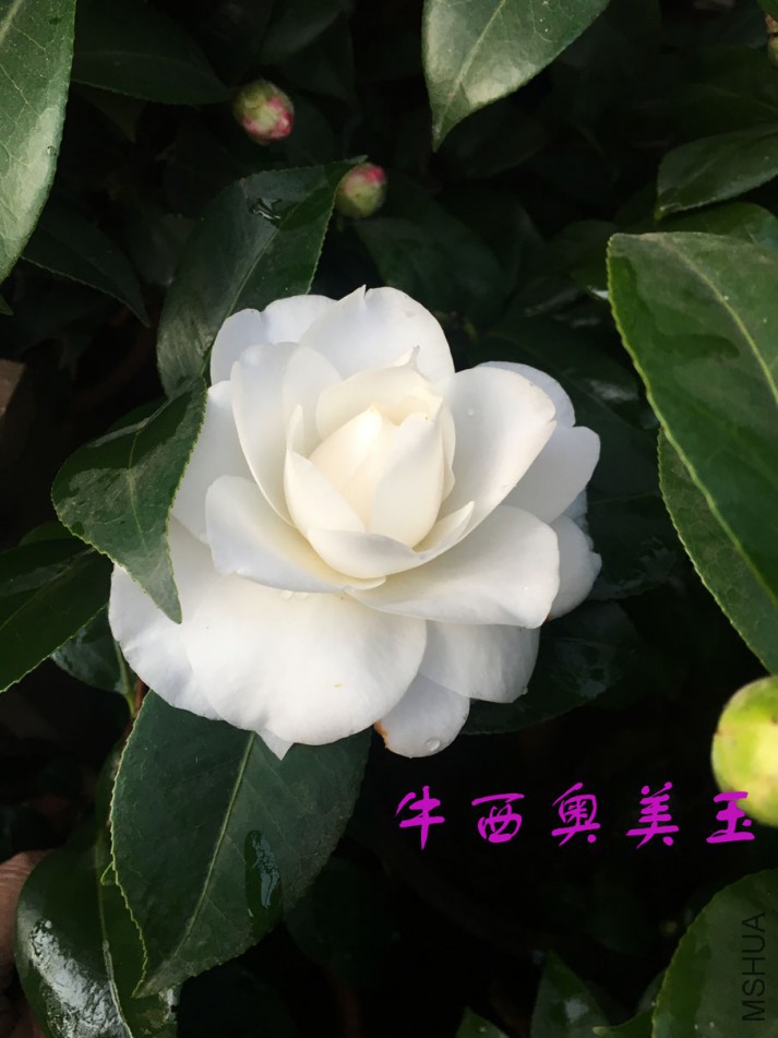 2018-3-13 (10)����.jpg
