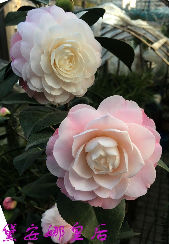 2018-3-13 (1)����.jpg