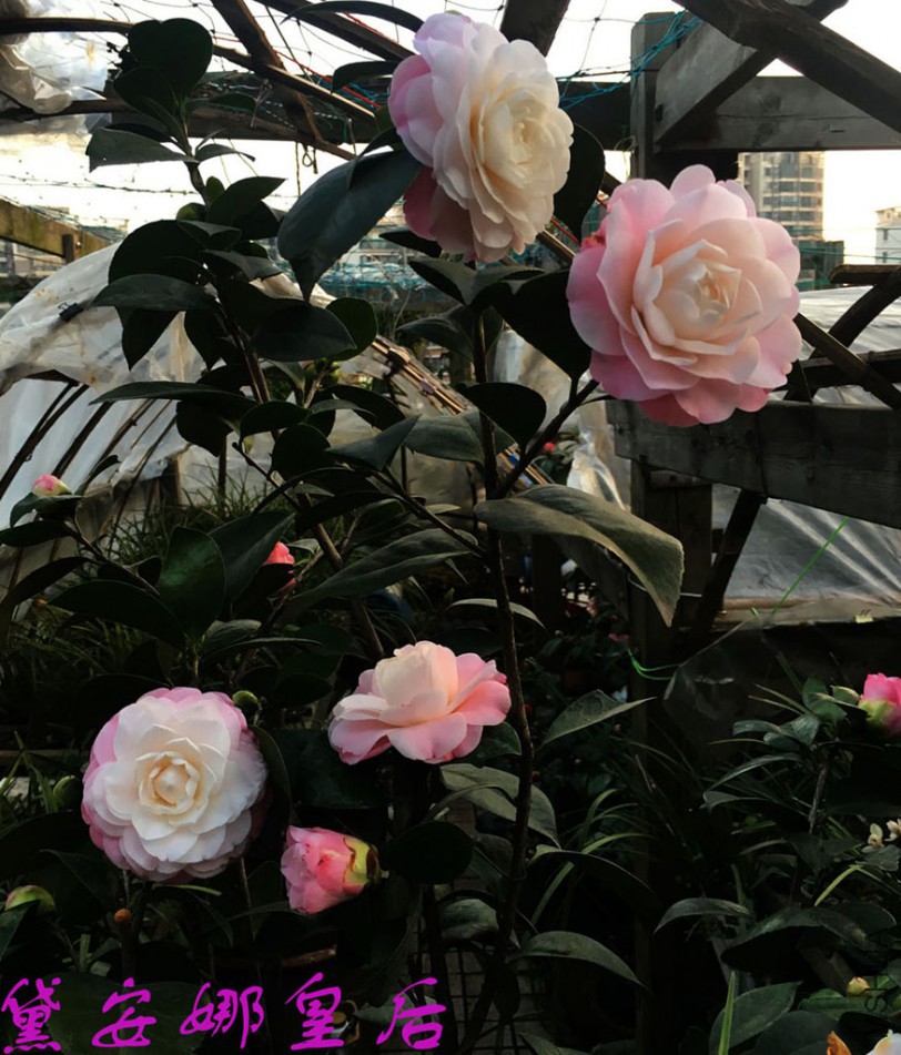 2018-3-13 (2)����.jpg