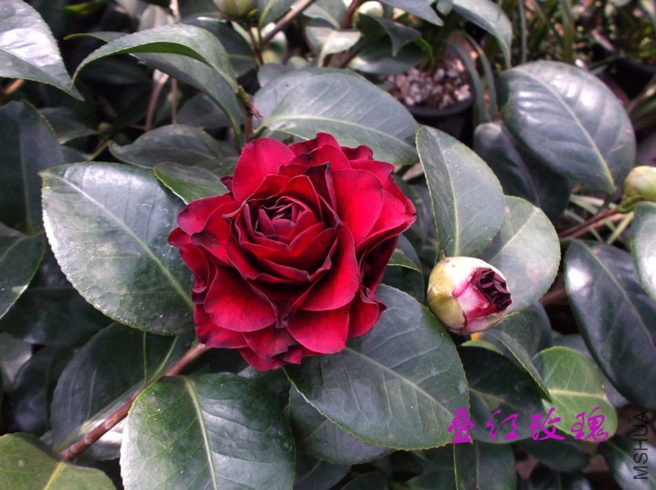 2018-3-11jx1 043����.jpg