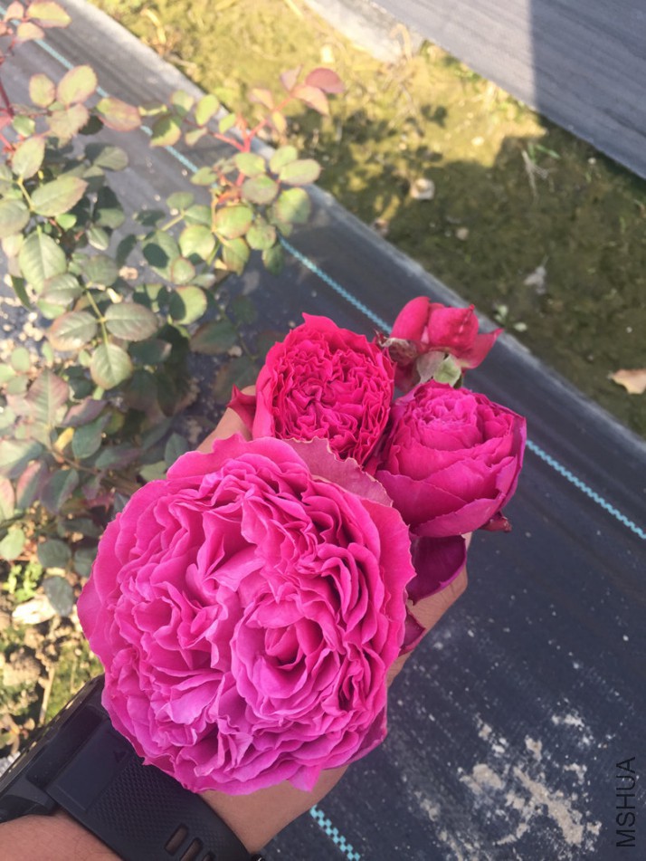 IMG_3054_����.jpg