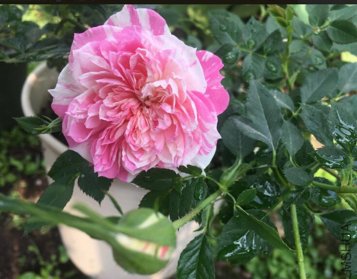 QQ��ͼ20180313144629.jpg
