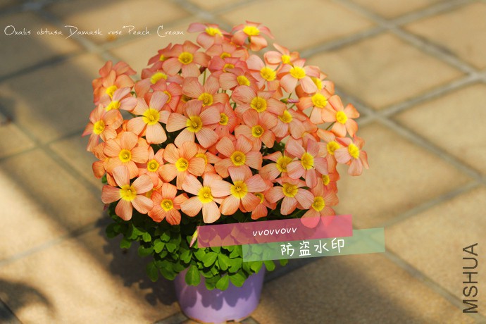 OB Damask rose X Peach Cream_����.jpg