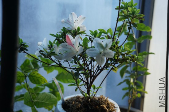 DSC00747_�༭.jpg