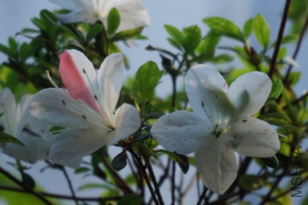 DSC00749_�༭.jpg