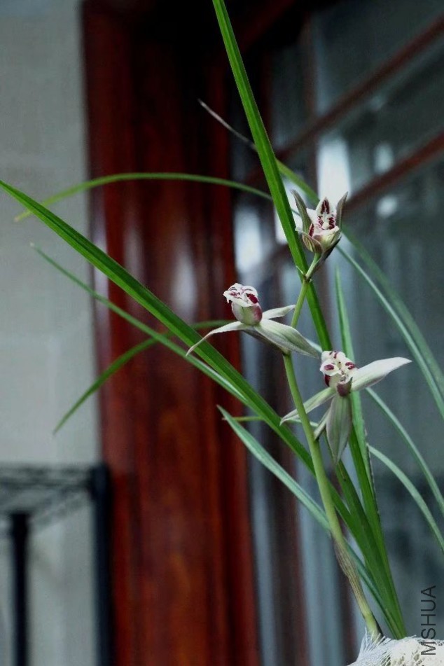 psb (9).jpg