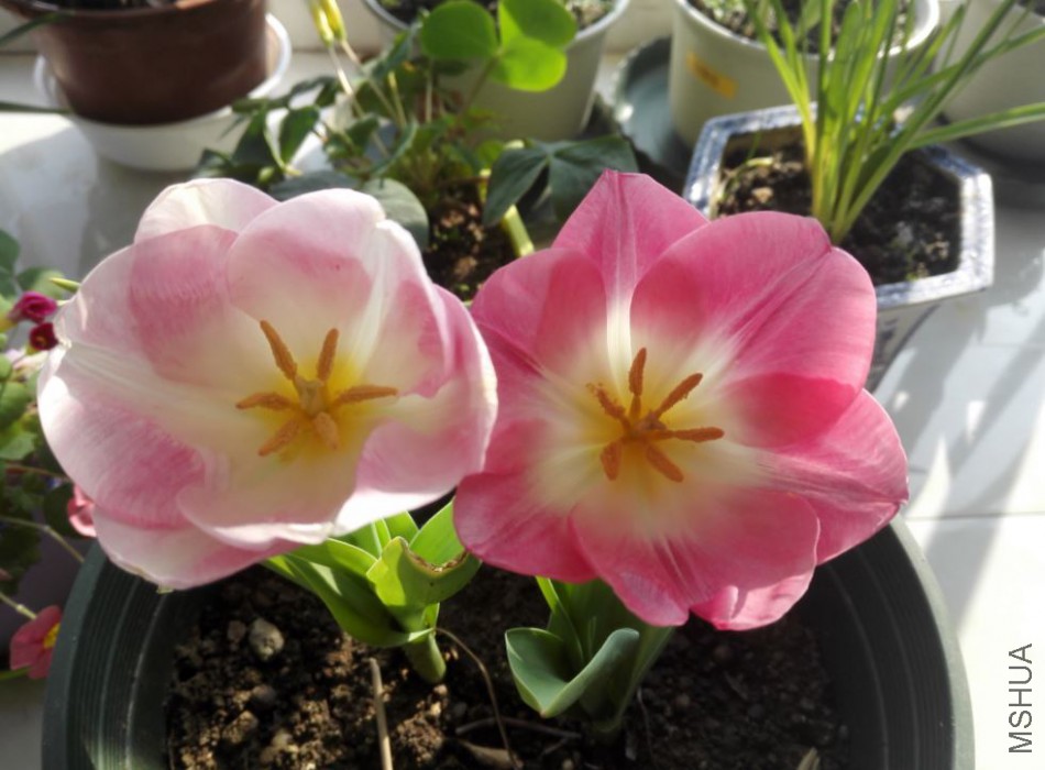 2018-03-14 07_28_35-IMG_20180311_154638.jpg