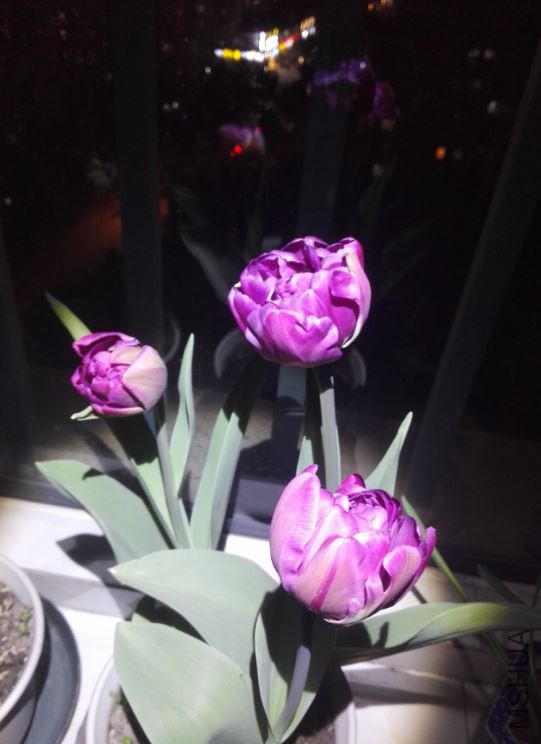 2018-03-14 07_27_26-IMG_20180313_194545.jpg