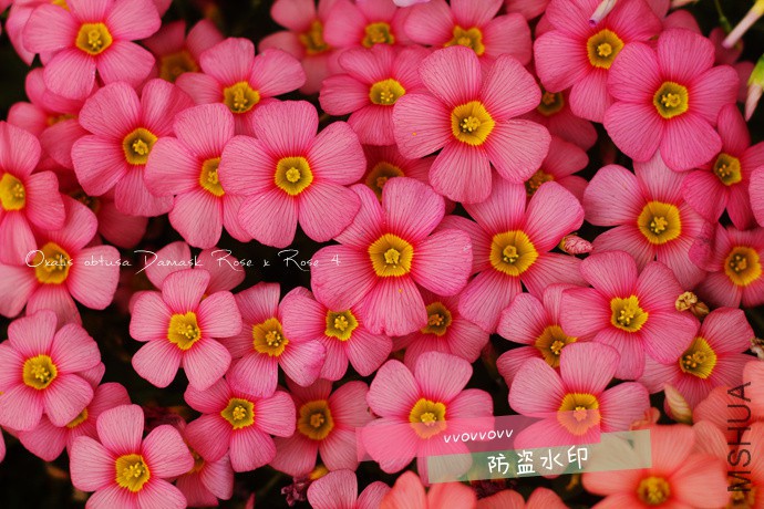 OB Damask Rose x Rose(4)_����.jpg