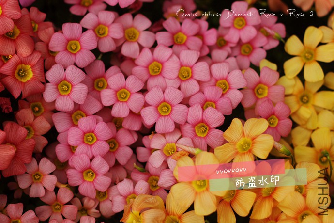 OB Damask Rose x Rose(2)_����.jpg