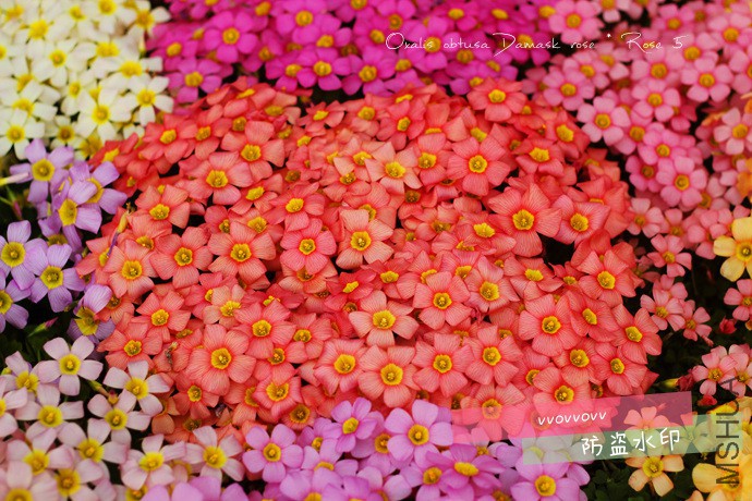 OB Damask rose x Rose(5)_����.jpg