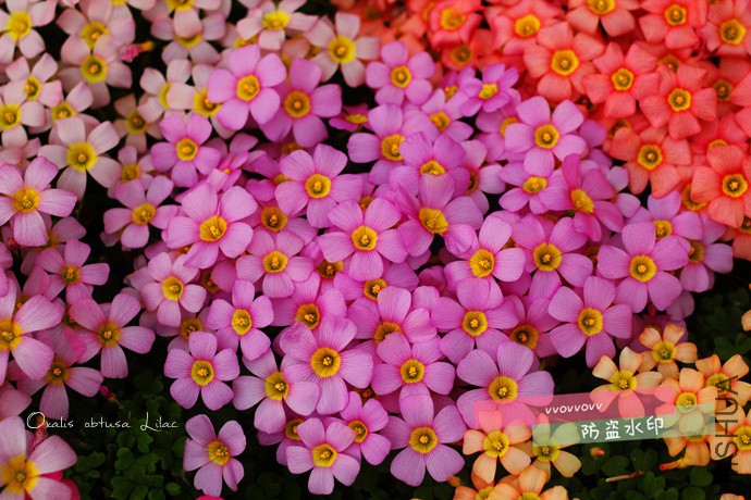 OB Lilac_����.jpg