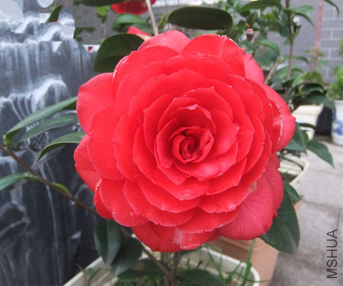 DSCF5343_����.jpg
