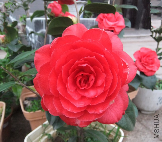 DSCF5357_����.jpg