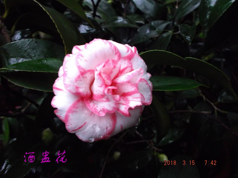 2018-315jxs 023����.jpg