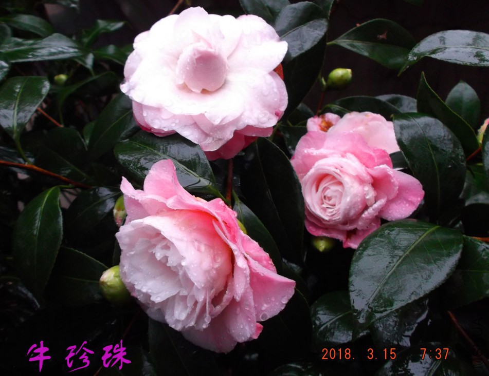 2018-315jxs 013����.jpg
