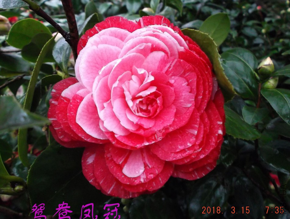 2018-315jxs 006����.jpg