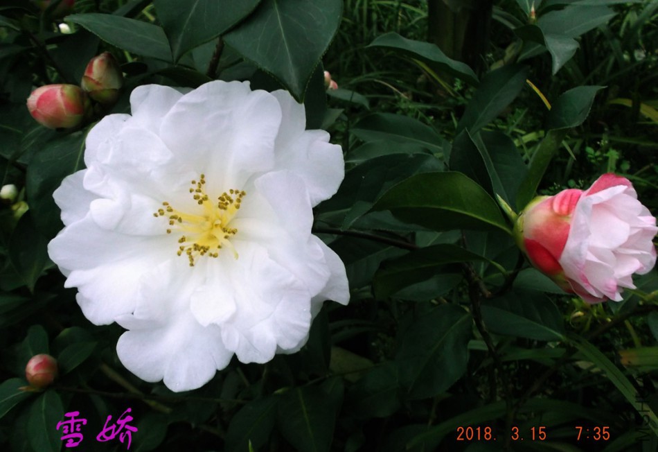 2018-315jxs 009����.jpg