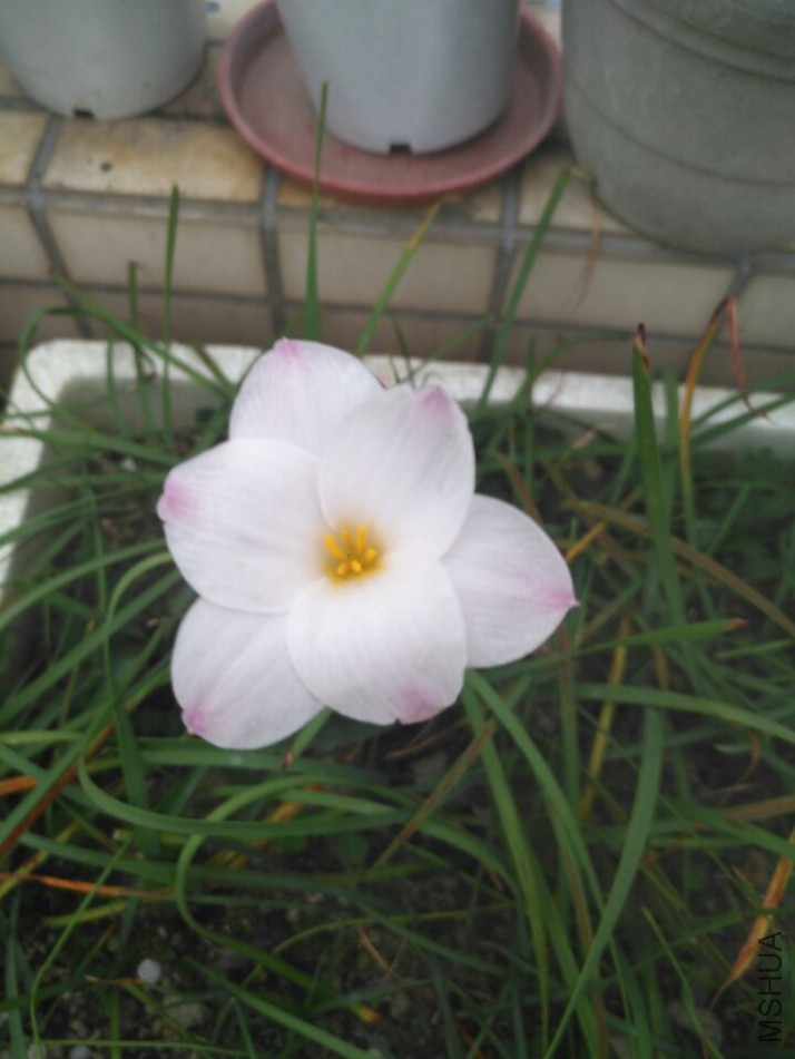 2 Z.morrjsclin tii.jpg