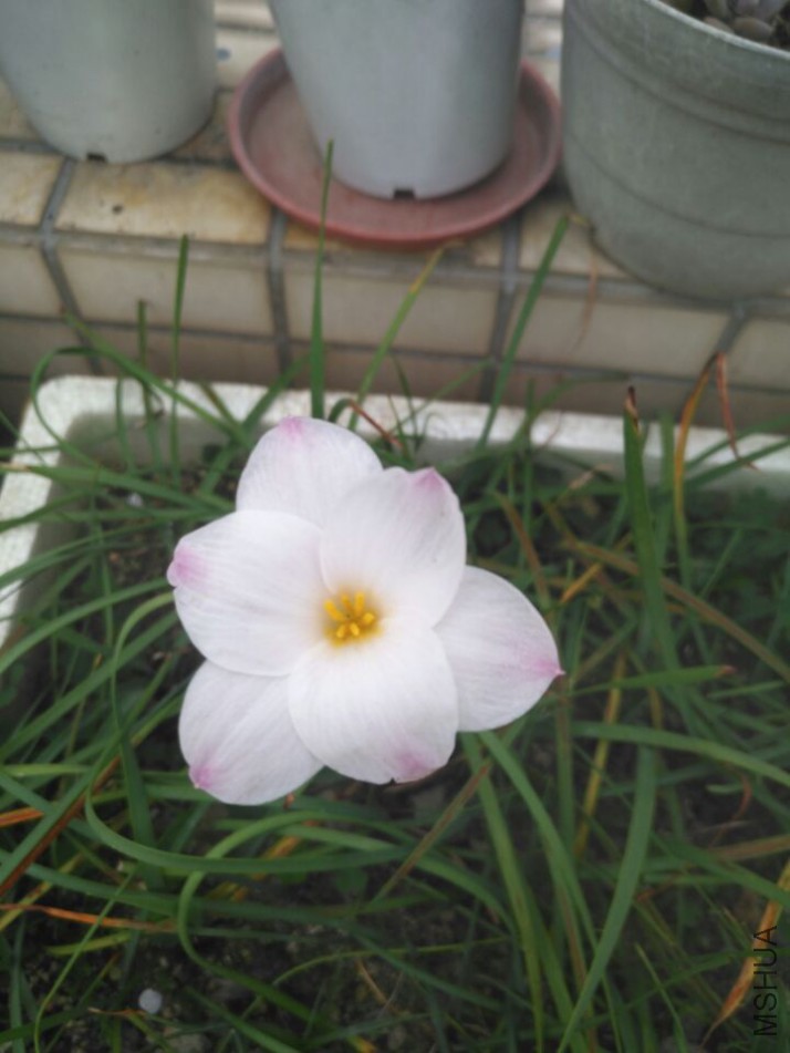 Z.morrjsclin tii.jpg