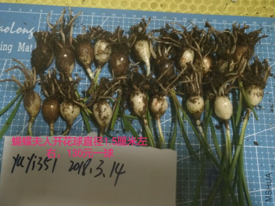 �������˿�����ֱ��Լ1.5����130Ԫһ��.jpg