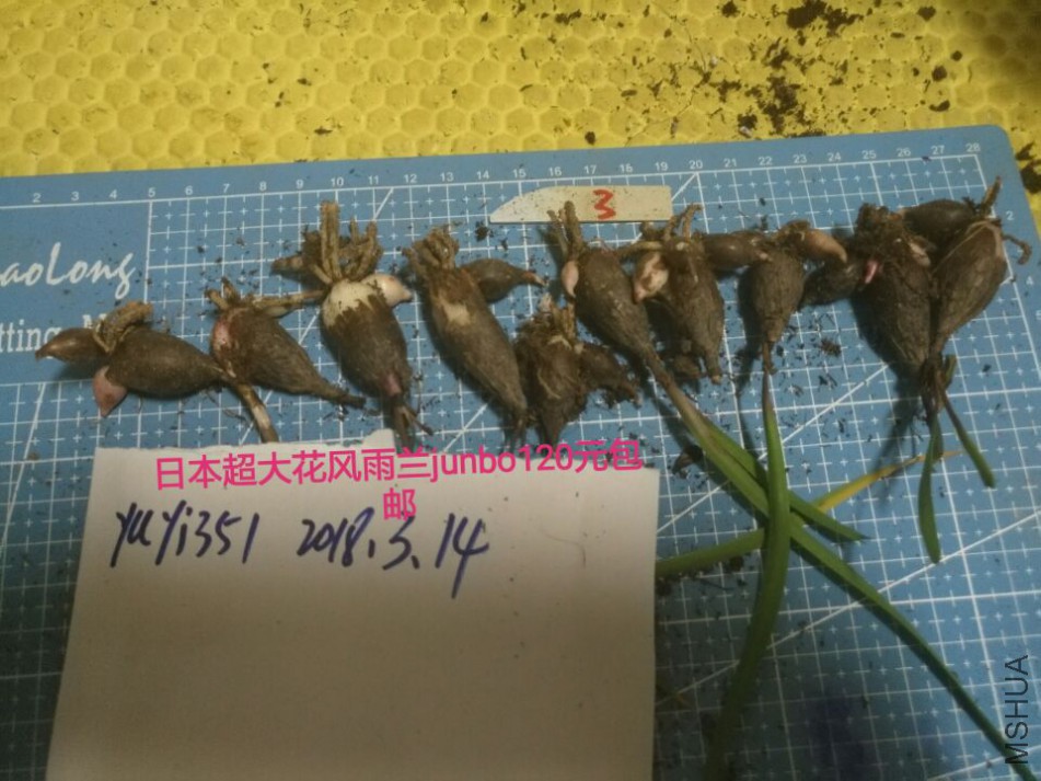 jumbo��3��120Ԫ����.jpg