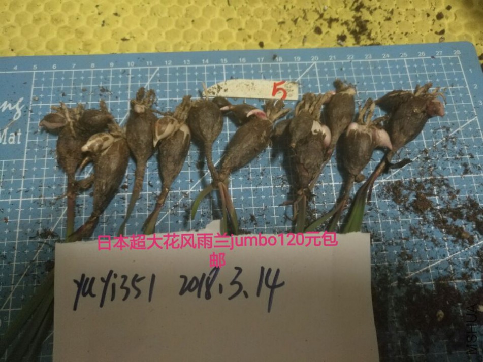 jumbo��5��120Ԫ����.jpg