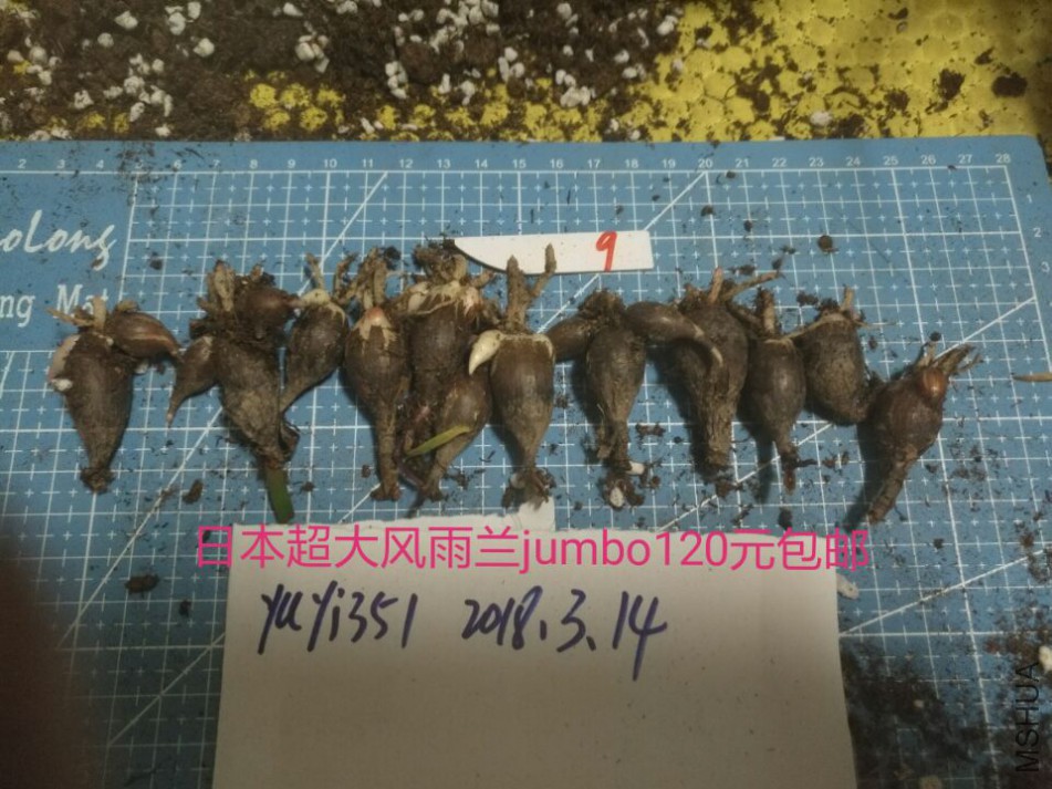 jumbo��9��120Ԫ����.jpg