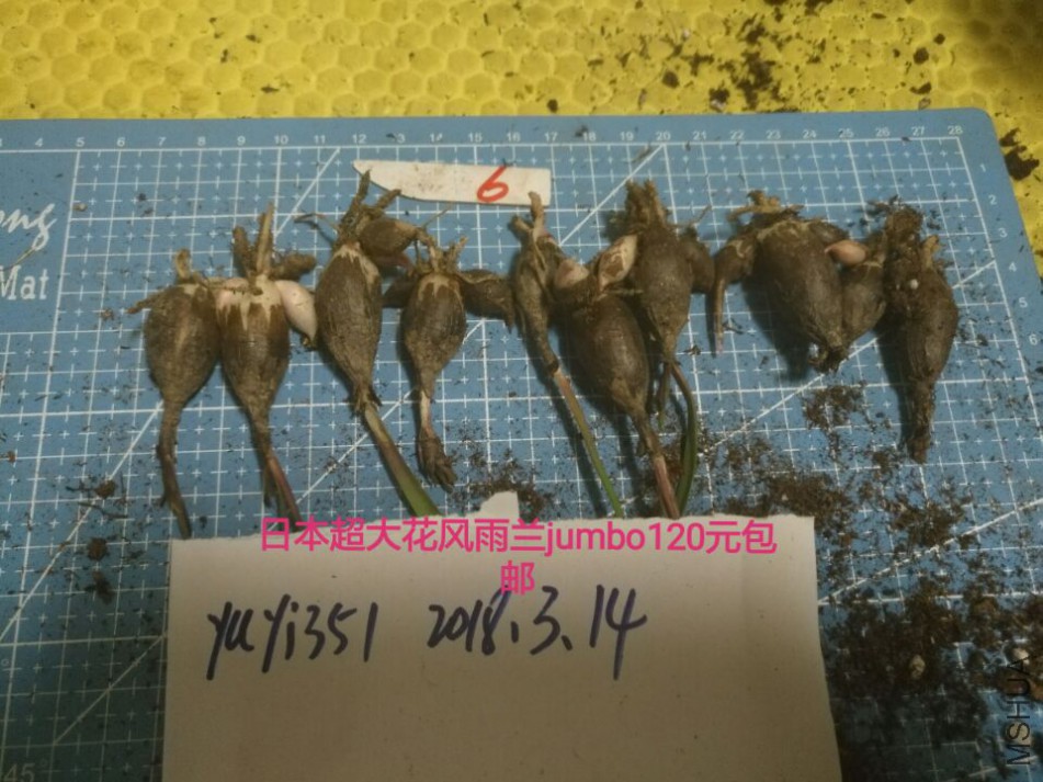 jumbo��6��120Ԫ����.jpg