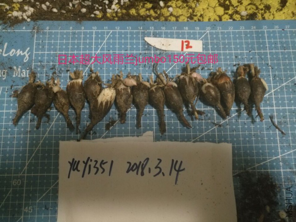 jumbo��12��150Ԫ����.jpg