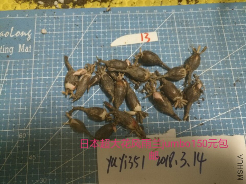 jumbo��13��150Ԫ����.jpg