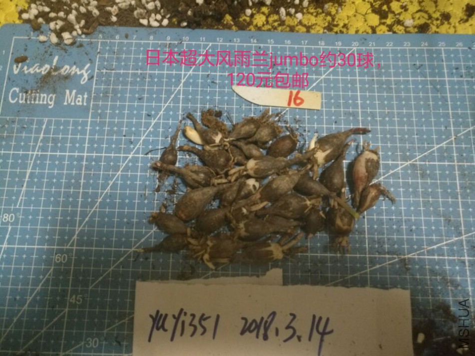 jumbo��16��120Ԫ����.jpg