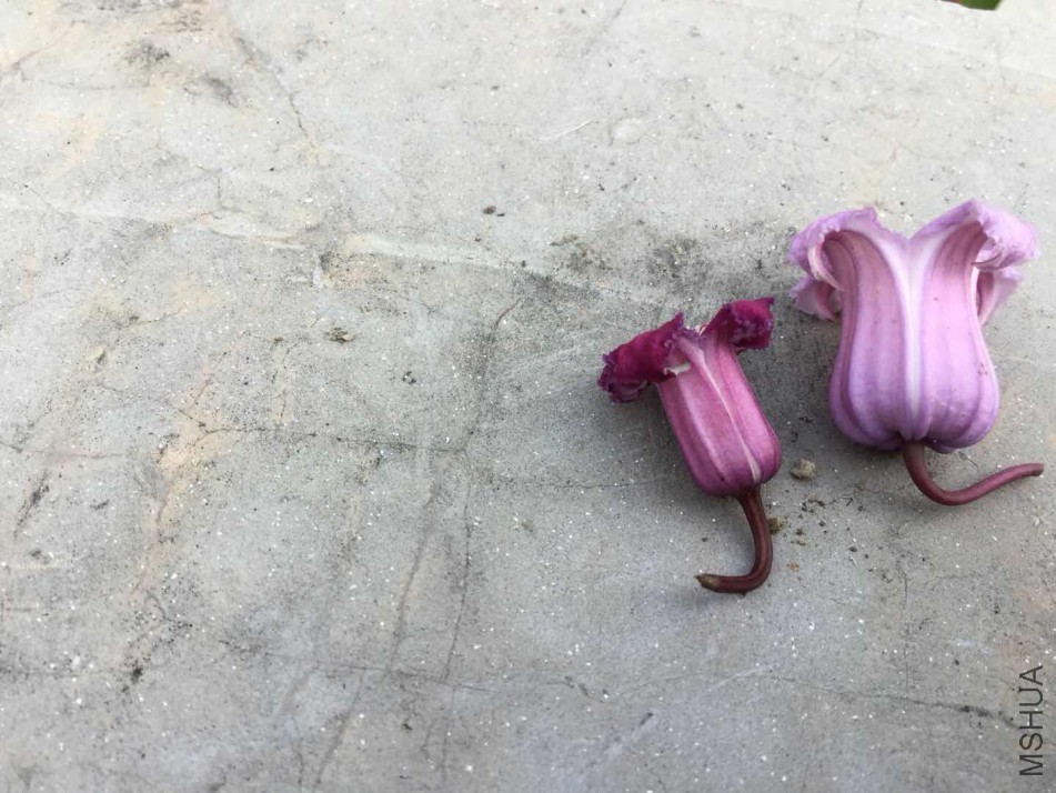 �ұ�����ʹ��ȹ