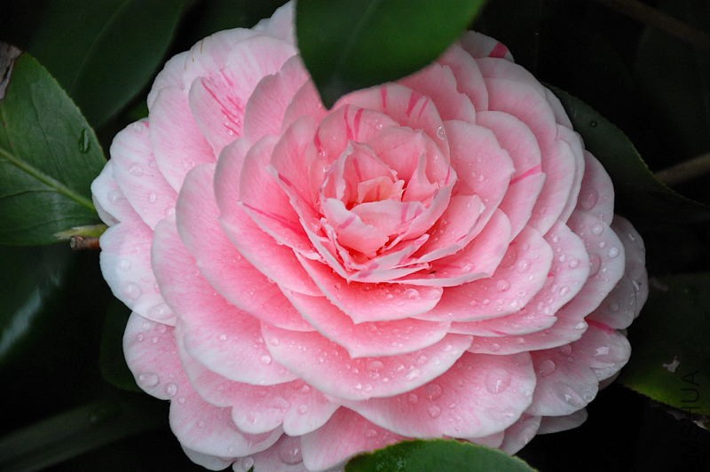 DSC_16570986.JPG