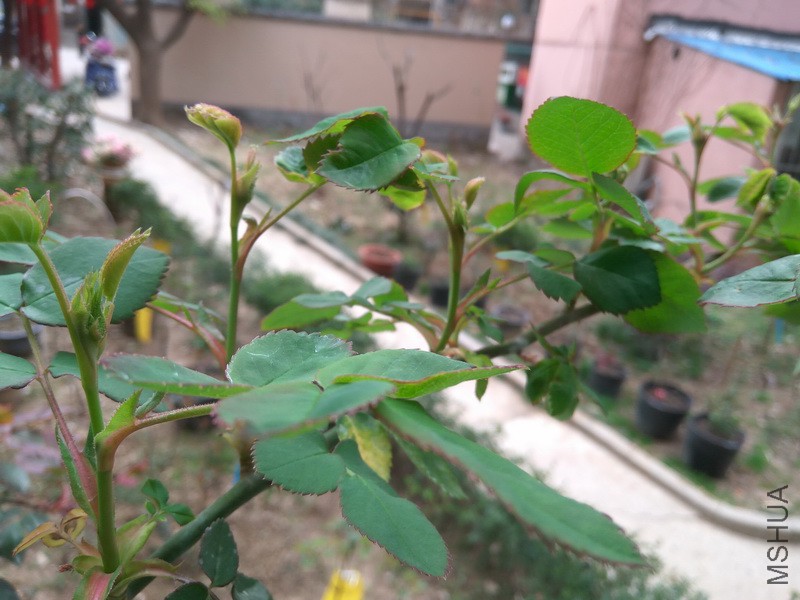 IMG_20180314_093419_resize.jpg