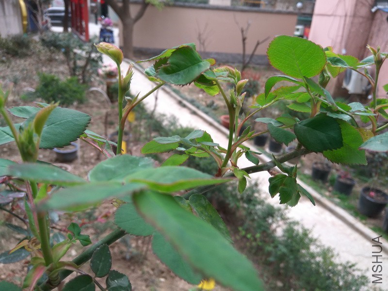 IMG_20180314_093408_resize.jpg