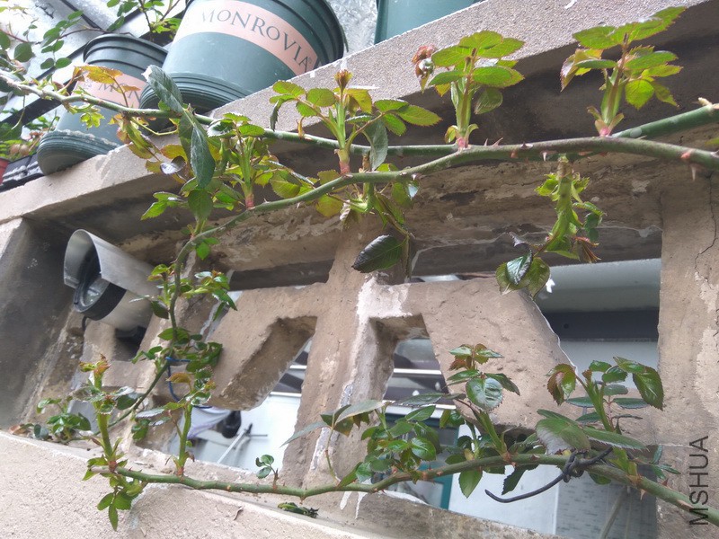 IMG_20180314_111916_resize.jpg