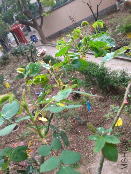 IMG_20180314_144417_resize.jpg
