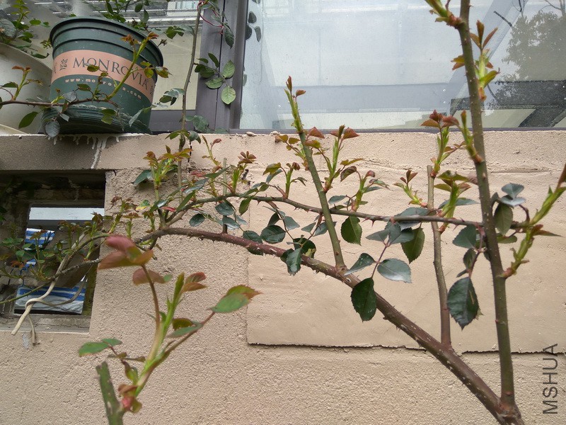 IMG_20180315_124627_resize.jpg