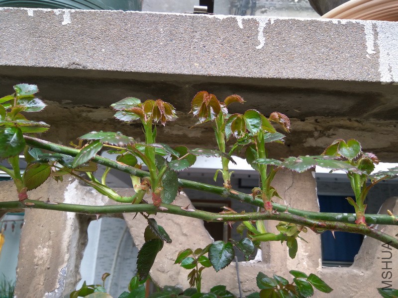 IMG_20180315_124722_resize.jpg