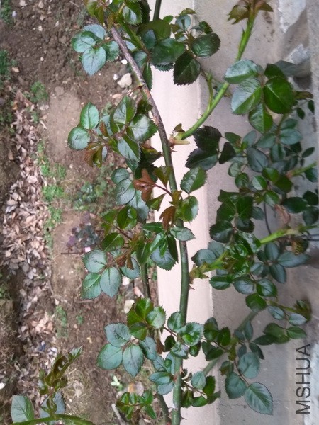 IMG_20180315_174700_resize.jpg