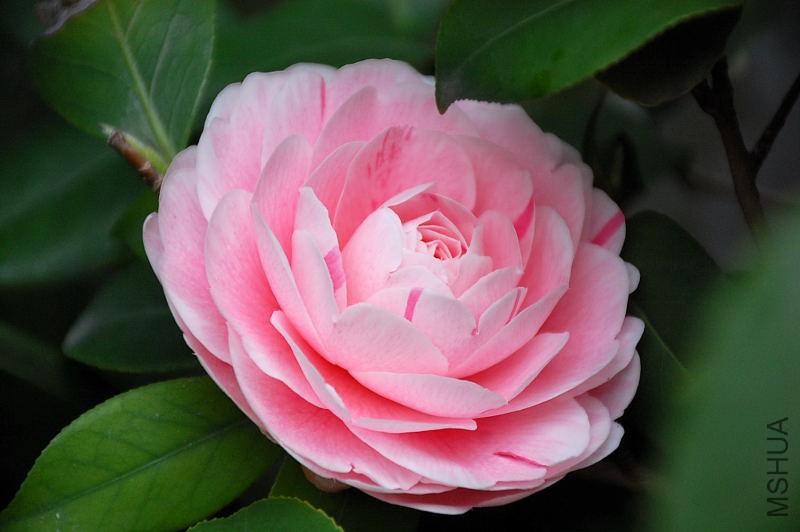 DSC_10780407.JPG