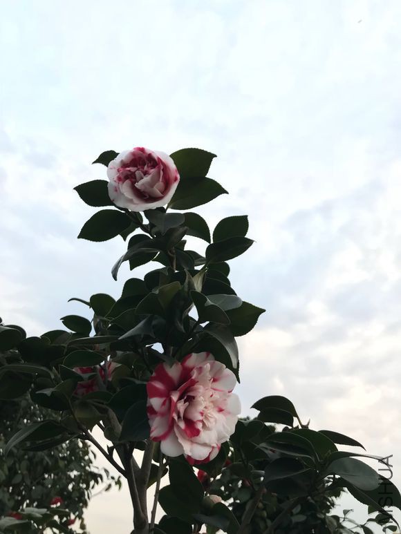 ����ۡ
