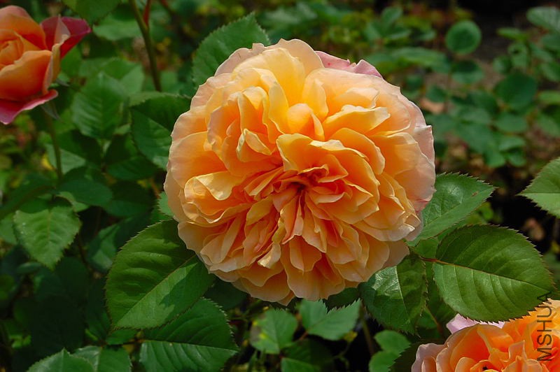DSC_57400084.JPG