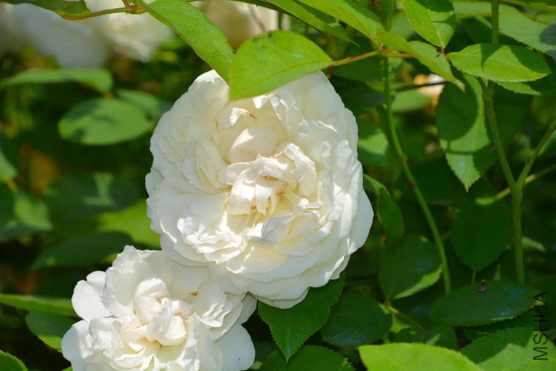 DSC_97720253.JPG